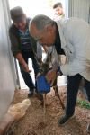 YARALI KARACA SON ANDA KURTARILDI