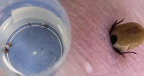 YAZ AYLARININ KABUSU