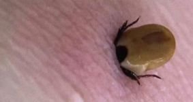 YAZ AYLARININ KABUSU