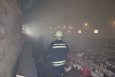 YÜZLERCE TAVUK YANGINDAN KURTARILDI