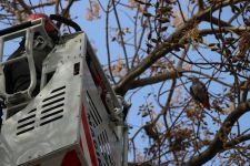 14 BİN TL DEĞERİNDEKİ PAPAĞAN KAÇTI