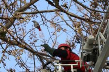 14 BİN TL DEĞERİNDEKİ PAPAĞAN KAÇTI