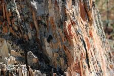 BOLU'DA 19 MİLYON YIL ÖNCESİNE YOLCULUK