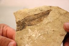 BOLU'DA 19 MİLYON YIL ÖNCESİNE YOLCULUK