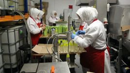 BOLU'NUN ÇAM KOLONYASINA RAĞBET ARTTI