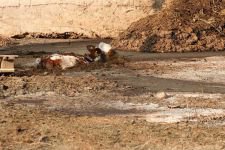 BUZAĞILARIN GÜBRE İLE MÜCADELESİ...