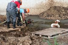 BUZAĞILARIN GÜBRE İLE MÜCADELESİ...