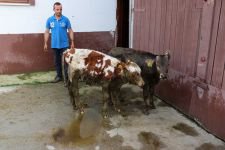 BUZAĞILARIN GÜBRE İLE MÜCADELESİ...