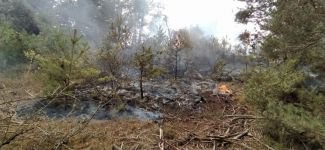 DEVRİLEN AĞAÇ YANGINA SEBEP OLDU