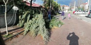 FIRTINA AĞAÇ VE DİREKLERİ DEVİRDİ