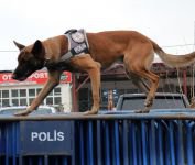 HASSAS BURUNLAR CANLA BAŞLA ÇALIŞIYOR