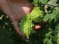 KADIN MÜHENDİSİN HAYALİ GERÇEK OLUYOR