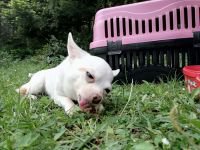 KAYIP KÖPEK ARANIYOR!