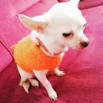 KAYIP KÖPEK ARANIYOR!