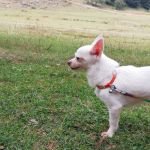 KAYIP KÖPEK ARANIYOR!