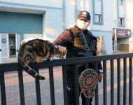KEDİLER EMNİYETİN MASKOTU OLDU