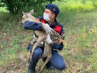 YAVRU GEYİĞİ BİBERONLA BESLEDİ