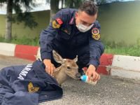 YAVRU GEYİĞİ BİBERONLA BESLEDİ