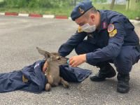 YAVRU GEYİĞİ BİBERONLA BESLEDİ