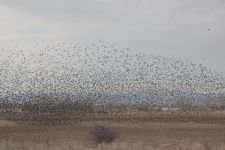 SIĞIRCIKLARDAN GÖRSEL ŞÖLEN !