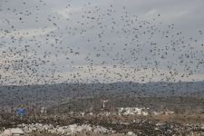 SIĞIRCIKLARDAN GÖRSEL ŞÖLEN !
