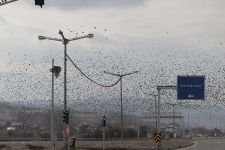 SIĞIRCIKLARDAN GÖRSEL ŞÖLEN !