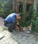 SOKAK HAYVANLARININ İMDADINA KOŞTULAR