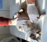 TALİHSİZ KEDİYE ARABA ÇARPTI