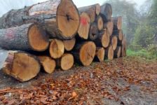 TOMRUKLAR REKOR FİYATA ALICI BULDU