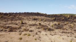 YANAN ORMAN AĞAÇLANDIRILACAK