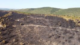 YANAN ORMAN AĞAÇLANDIRILACAK