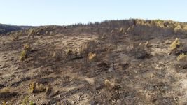 YANAN ORMAN AĞAÇLANDIRILACAK