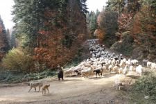 YAYLACILAR 'EVE DÖNÜŞ' YOLUNDA