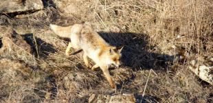 YİYECEK BULAMAYINCA ŞEHRE İNDİLER