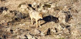 YİYECEK BULAMAYINCA ŞEHRE İNDİLER