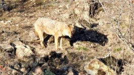 YİYECEK BULAMAYINCA ŞEHRE İNDİLER