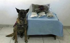 ZEHİR TACİRİ TUTUKLANDI