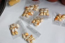 ATA TOHUMU TAKAS VE ÜRETİCİ-TÜKETİCİ BULUŞMA ŞENLİĞİNE BÜYÜK İLGİ