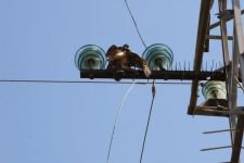 GERİLİM HATTINA TAKILAN ATMACA YANGINA SEBEP OLDU