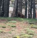 AYILAR MERKEZE İNDİ....