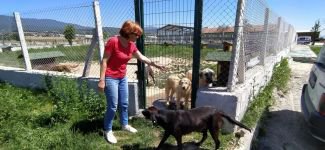 BAŞIBOŞ KÖPEKLER BOLU'YA BIRAKILIYOR