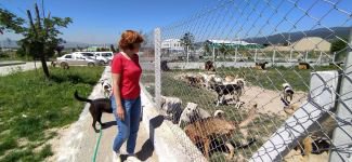 BAŞIBOŞ KÖPEKLER BOLU'YA BIRAKILIYOR