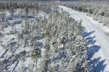 BOLU'DA FIRTINA AĞAÇLARI DEVİRDİ