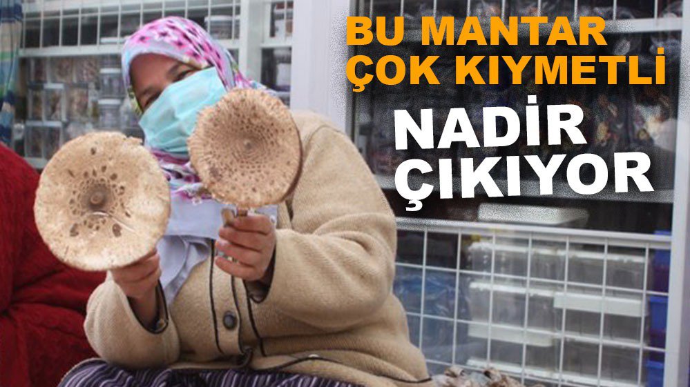 DEDE BÖRÜK MANTARI İLGİ ODAĞI OLDU