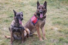 KOBRA VE FOYA'NIN BÜYÜK BAŞARISI