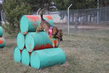 KOBRA VE FOYA'NIN BÜYÜK BAŞARISI