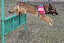 KOBRA VE FOYA'NIN BÜYÜK BAŞARISI