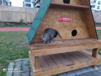 ÇÖP KONTEYNERİNE ATILAN KEDİYİ BELEDİYE EKİPLERİ KURTARDI