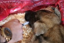 DONMAK ÜZERE OLAN KÖPEĞİ SAHİPLENDİ