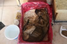 DONMAK ÜZERE OLAN KÖPEĞİ SAHİPLENDİ
